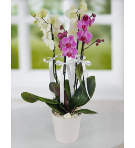 Beyaz ve mor 4 dal orkide